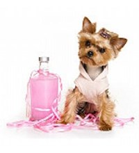 Dog Grooming